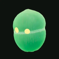 FLARNANTHA